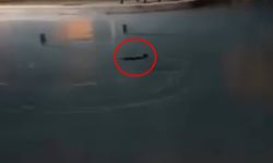 Sokak kedisini defalarca süs havuzuna attılar