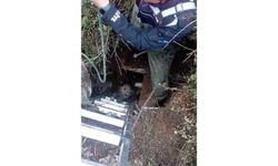 Foseptik çukuruna düşen köpeği itfaiye kurtardı