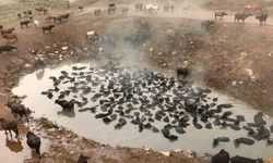 Mandaların kaplıca keyfi havadan görüntülendi