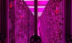 7 bin metrekareye eş değer dikey tarım laboratuvarı