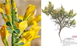 Toroslar’da yeni bitki türü keşfi; ‘Ermenek borcağı’