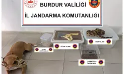 Burdur’da egzotik hayvan operasyonu