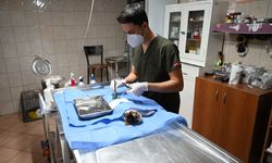 Kemer'de 227 sokak hayvanı kısırlaştırıldı