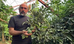 Tropikal meyve üretimi Alanya'da ivme kazandı