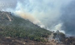 Antalya'da muz bahçesinde yangın