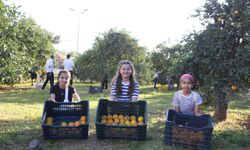 Dokumapark’tan toplanan portakallar vatandaşlarla paylaşıldı