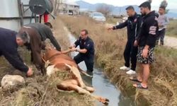 Serik'te sulama kanalına düşen inek kurtarıldı