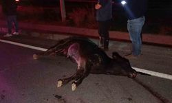 Araçların çarpması sonucu telef oldu