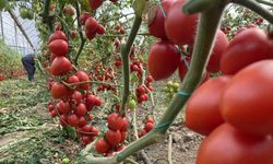 Kasım ayında domates ve sebze fiyat endeksinde büyük düşüş