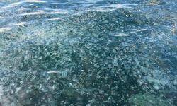 Hayrete düşüren görüntü: Binlercesi kıyıya vurdu