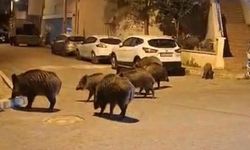 İzmir, sokaklarında domuz sürüleri ile doğal yaşam parkına döndü