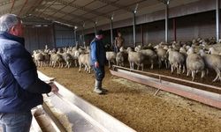 Babasıyla tartıştı, vadeli koyun alarak kendi sürüsüne sahip oldu