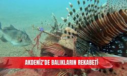 Akdeniz'de balıkların rekabeti