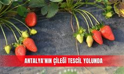 Antalya'nın çileği tescil yolunda