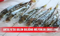 Antalya’da balon balığına milyonluk engelleme