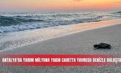 Antalya'da yarım milyona yakın caretta yavrusu denizle buluştu
