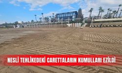 Nesli tehlikedeki carettaların kumulları ezildi