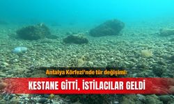 Antalya Körfezi’nde tür değişimi: Kestane gitti, istilacılar geldi