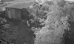 Kümeste köpek katliamı