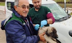 Serik'te kedi ve köpeklere çip takıldı