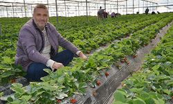 Serik'te çilek hasadı başladı