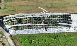 Hortumun seralara verdiği zararın boyutu gün yüzüne çıktı