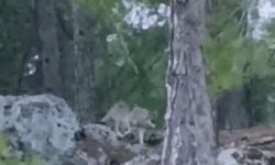 Alanya’da yerleşim alanına yakın bölgede kurt görüntülendi