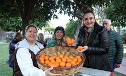 Antalya'nın turunçları Korkuteli'nden sofralara uzanıyor