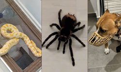 Operasyon yapılan ev hayvanat bahçesi gibi çıktı