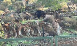 Domuz istilası sürüyor: "Yeni adres mezarlıklar"