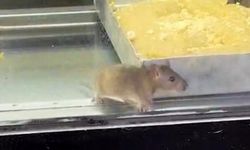İğrenç görüntü: Börek tezgahlarında fare cirit attı