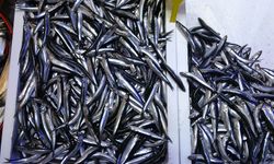 Türkiye’nin hamsi ihracatında Avrupa ülkeleri ilk sırada