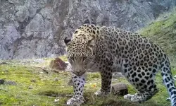 Anadolu parsına zarar vermenin cezası 45 milyon TL