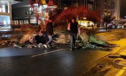 Antalya'da fırtına palmiye ağacını ikiye böldü