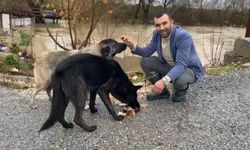 Mahsur kalan 4 köpek iş makinesiyle kurtarıldı