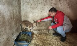 Bitkin halde bulunan yaban keçisi tedavi altına alındı