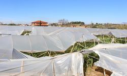 Büyükşehir Belediyesi'nden hortumdan zarar gören üreticiye destek