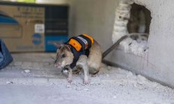 Sırt çantalı 'Kahraman fareler' enkaz altında nefes arayacak