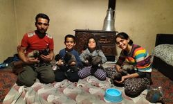 Telef olan anne köpeğin yavrularına sahip çıktılar