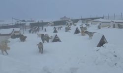 Kangallarını beslemek için yola çıktı, çiftliğe vardığında gözlerine inanamadı