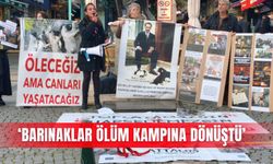 ‘Barınaklar ölüm kampına dönüştü’