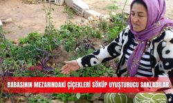 Babasının mezarındaki çiçekleri söküp uyuşturucu sakladılar