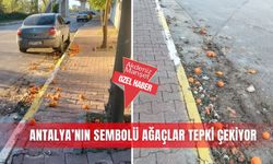 Antalya’nın sembolü ağaçlar tepki çekiyor