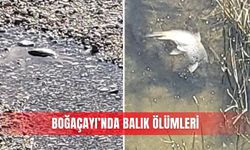 Boğaçayı’nda balık ölümleri