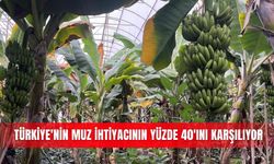 Türkiye'nin muz ihtiyacının yüzde 40'ını karşılıyor