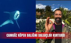 Camgöz köpek balığını dalgıçlar kurtardı