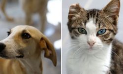 Petshop sahiplerine ücretsiz sertifikalı eğitim