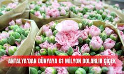 Antalya’dan dünyaya 61 milyon dolarlık çiçek