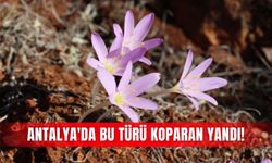 Antalya'da bu türü koparan yandı!