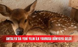 Antalya’da yeni yılın ilk yavrusu dünyaya geldi